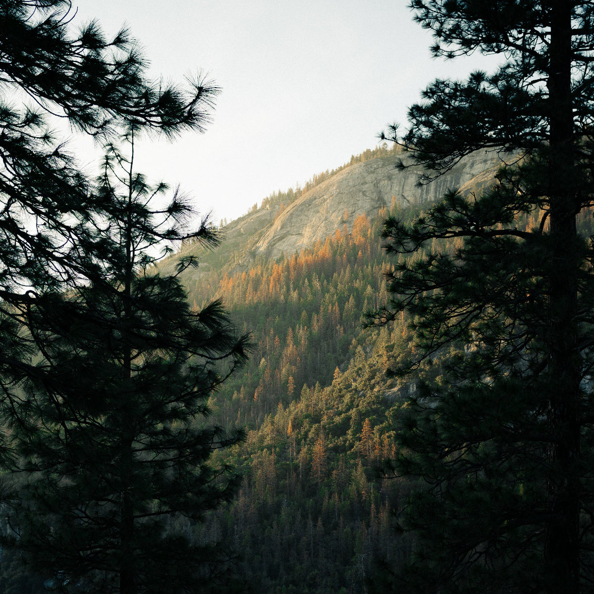 Zirben Massivholz